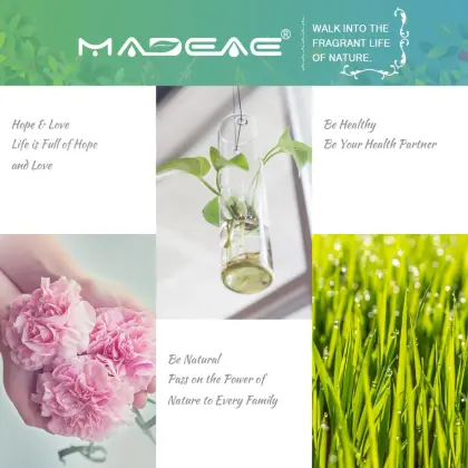 Pure Nature Angelica Oil Steam Distillation For Smoothing Massage