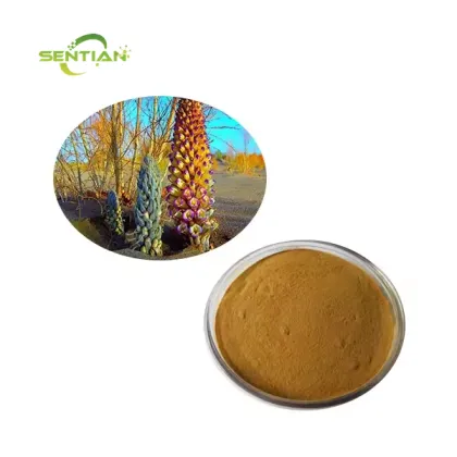 Cistanche Deserticola Extract 15% 20% Echinacoside