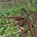 Línea de producción de yuca / ajo / polvo