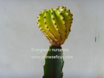 Echinopsis Eyriesii 'variegata'