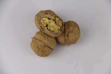 Fresh Crop Washed Walnuts Wholesale Price
