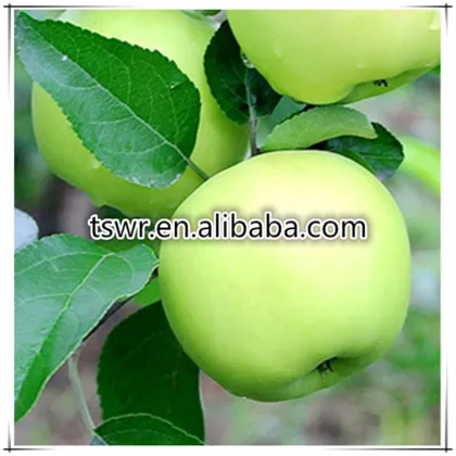 apple fruit fresh cheap apple fruit sweety apple fruit