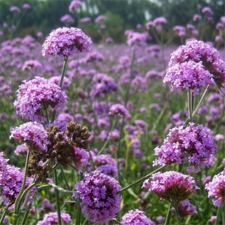 Vervain तेल verbena officinalis