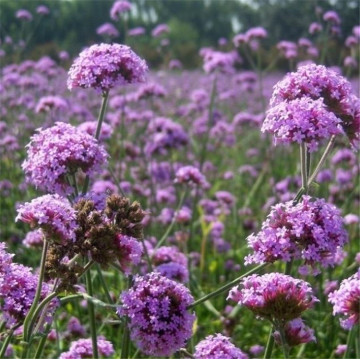 Aceite de verbena verbena officinalis