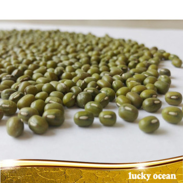 export sprouting green mung bean