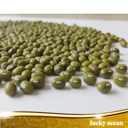 export sprouting green mung bean