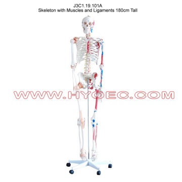 Skeleton with Muscles and Ligaments 180cm Tall-J3C1.19.101A