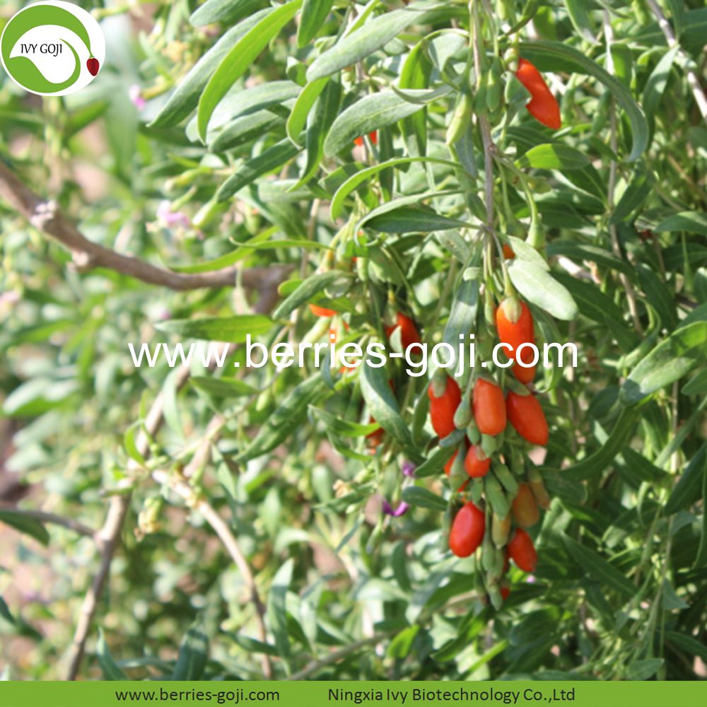 goji berry