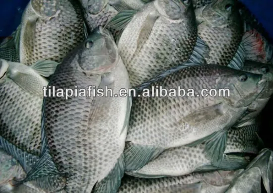 China Frozen Black Tilapia Fish Whole Round Farm Feed Whole For Sale