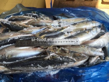 frozen mackerel fish