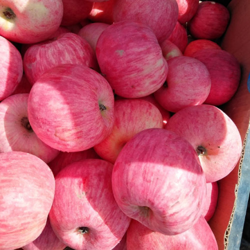 Pomme Fuji riche en sélénium rouge de marque Piémont