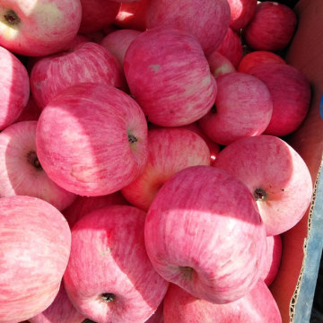 Piamonte, marca de selenio rojo, manzana roja Fuji