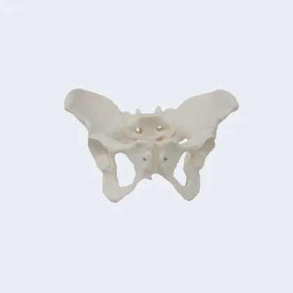 2024 New KRC Medical Science Life-Size Female Pelvis Model