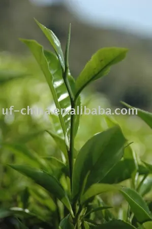 Taiwan Ali Mountain Green Tea