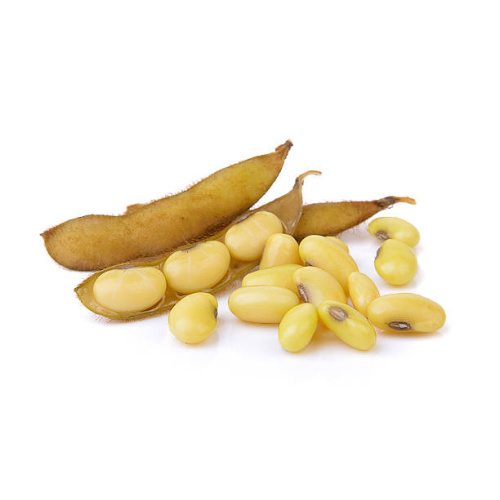 Premium Soybean Phosphatidylserine for Cognitive Support and Memory Enhancement