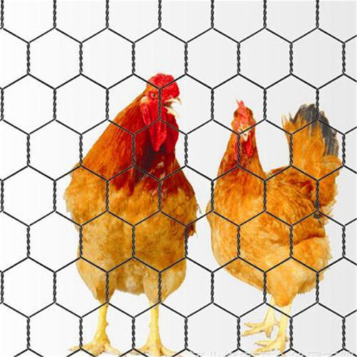 gabbia per polli in filo esagonale in vendita