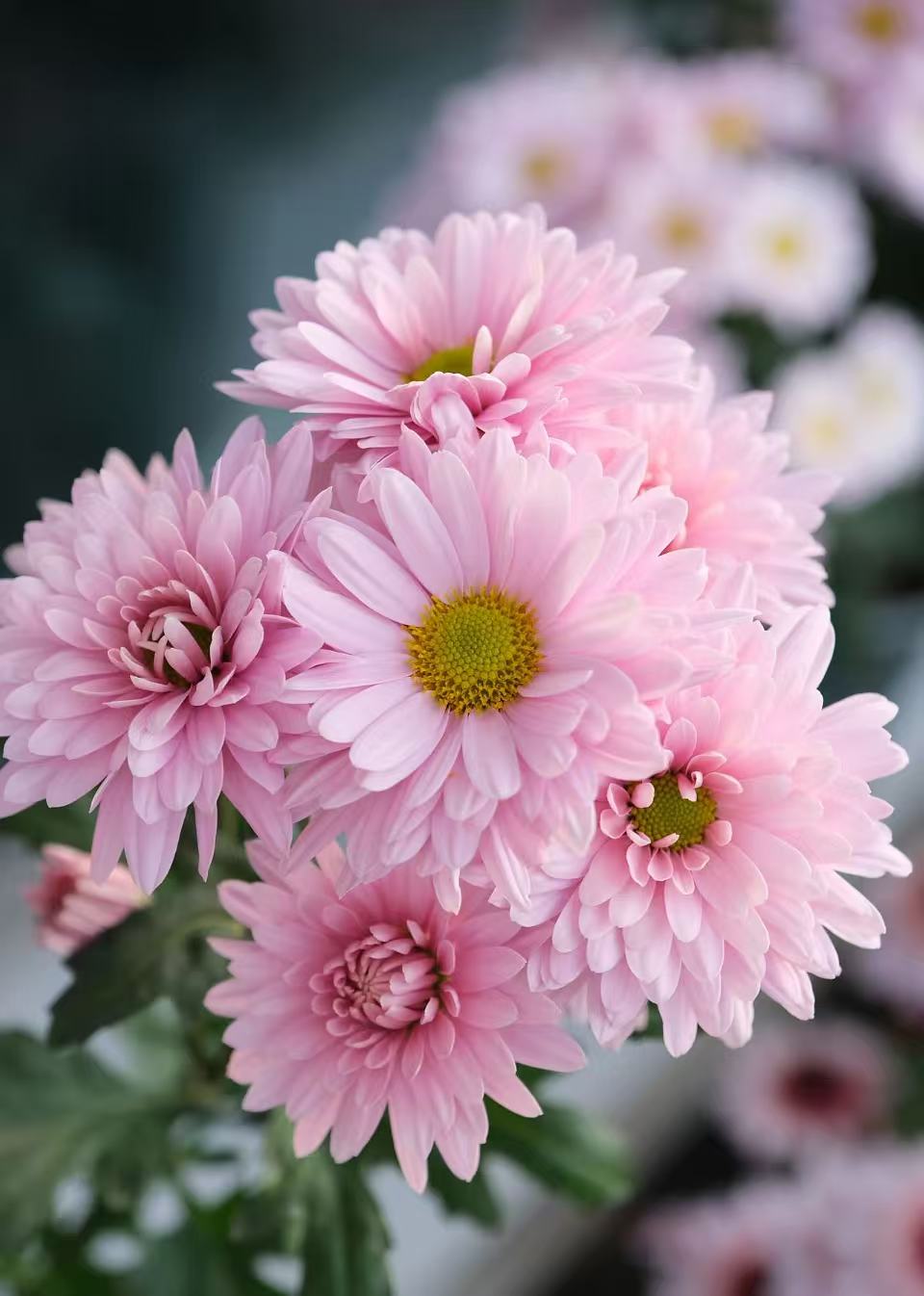 Seoul pink chrysanthemum