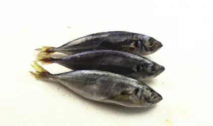 Whole Round Frozen Scad Mackerel