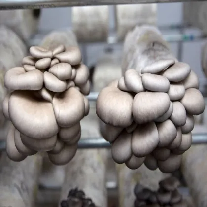 fungus oyster mushroom seeds for dried mushrooms
