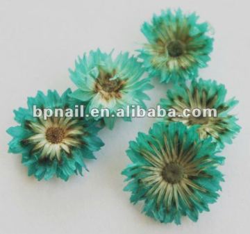 Art Nail Real Flower Set/Nail Beauty