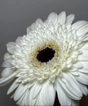 Standard chrysanthemum Snoopy Gerbera