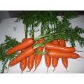 Свежая морковь высокого качества 2020