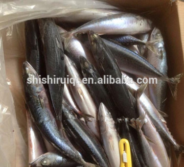 Frozen Pacific Mackerel Scomber Japonicus China manufacturer offer