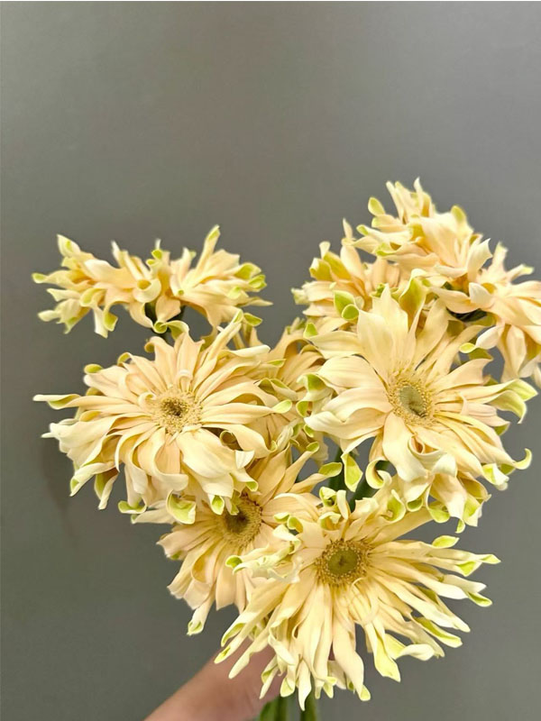 Shangri-La Gerbera3