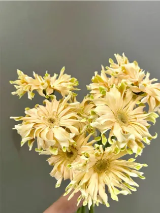 Shangri-La Gerbera roll edge