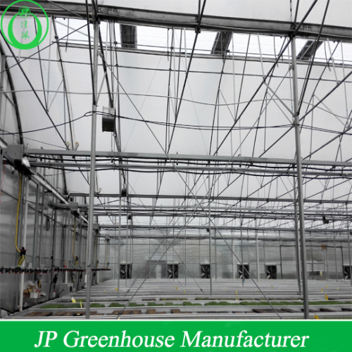 Multi-span Agricultural Greenhouses