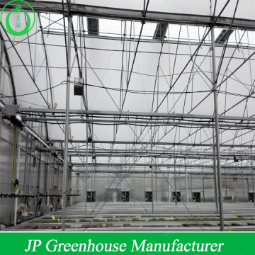 Multi-span Agricultural Greenhouses