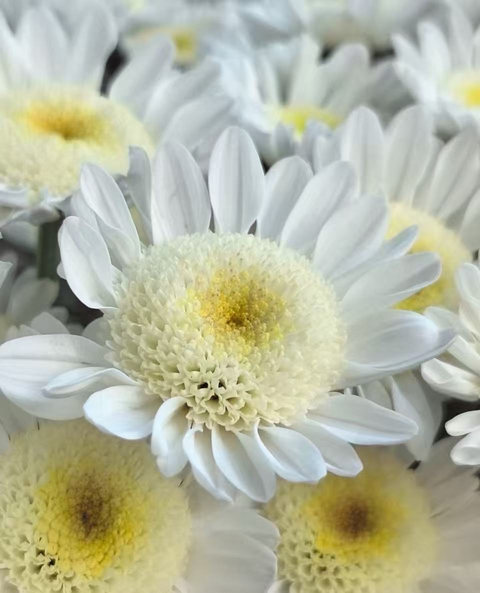 White chrysanthemum with scrambled eggs