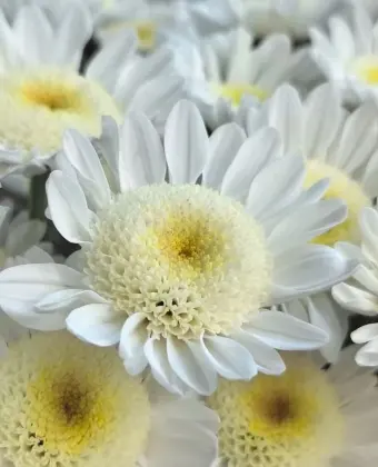 White chrysanthemum with scrambled eggs
