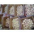 Best Quality Normal White Garlic Crop 2020