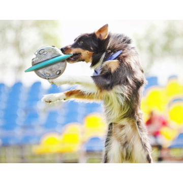 Berbagai macam warna anjing merawat bola