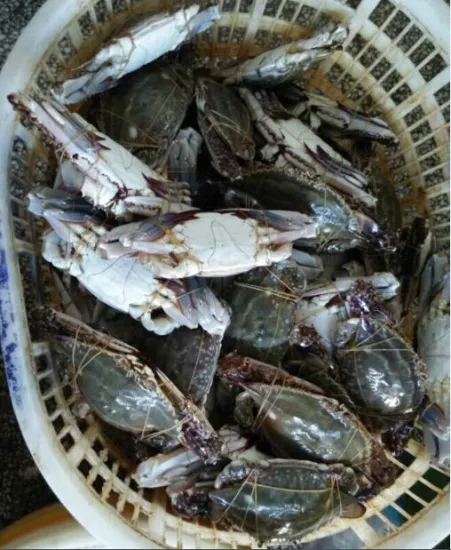 wholesale frozen seafood crab