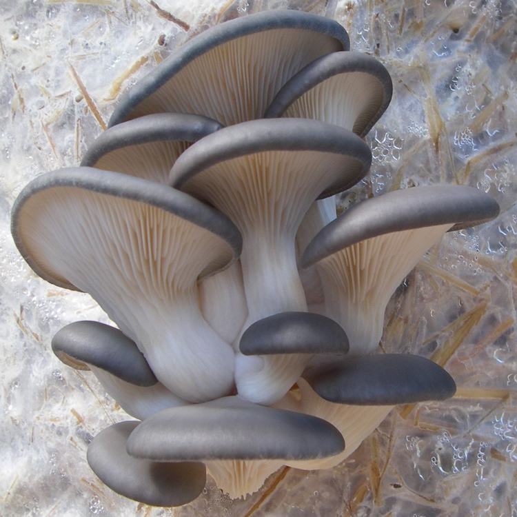 Oyster Mushroom Extract