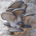 lowest price oyster mushroom extract for anti cancer