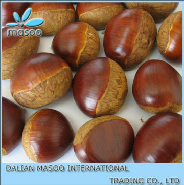 Raw Chestnuts,Fresh Chestnuts From Dandong, Chestnuts for Sale, Bulk Chestnus