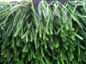 Hot Selling Gass Turf for Professional Field