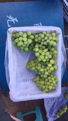 Hot Sell Fresh Sweet green grape wholesale sweet green fresh grapes