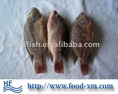 African Best Bream Frozen Fish