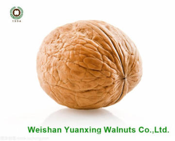 Walnut Kernels Light Pieces for sale
