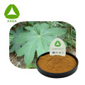 Tetrapanax papyriferus extract poeder 10: 1