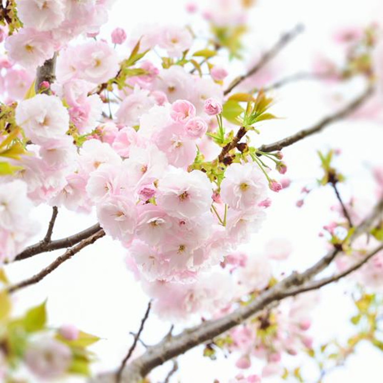 Grado cosmético del aceite esencial de la flor de cerezo