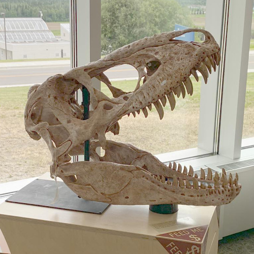 Museum Dinosaur Replica Full Size Dinosaur Skull
