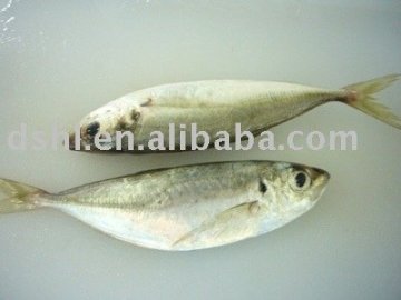 frozen big eyes horse mackerel, big eyes mackerel, horse mackerel ,big eyes/small eyes horse mackerel