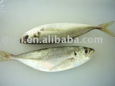 frozen big eyes horse mackerel, big eyes mackerel, horse mackerel ,big eyes/small eyes horse mackerel