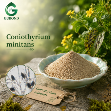 Coniothyrium Minitans Spore Powder Biological Control Fungus