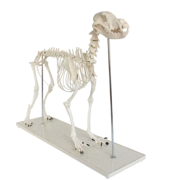 Giant Size Dog Skeleton Model for Veterinary and Biology Teaching
